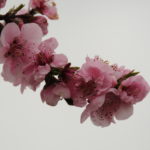 Cherry Blossom Time