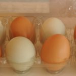 Fresh Eggs?