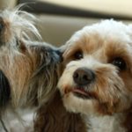 Best Friends