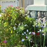How to dress up a garden?