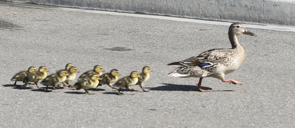 Follow me! There's a house with a pool on this block! 