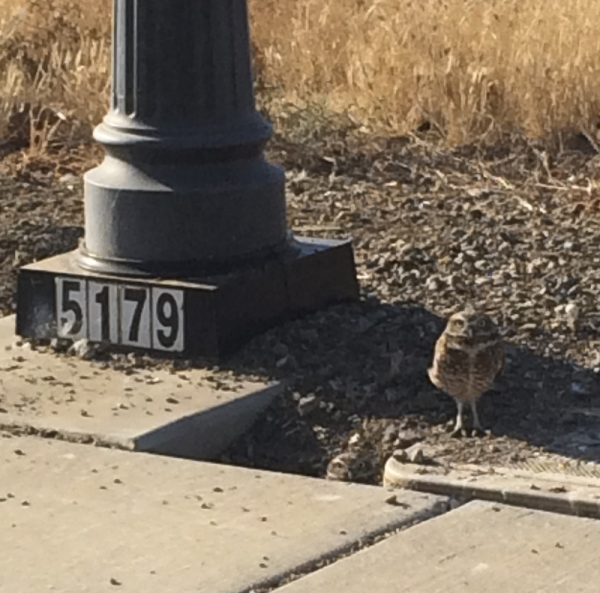 Sweet Little Burrowing Owls