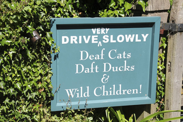 Deaf cats